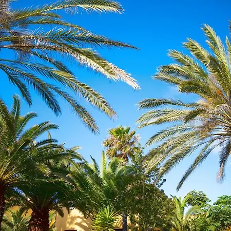 El Iris Corralejo